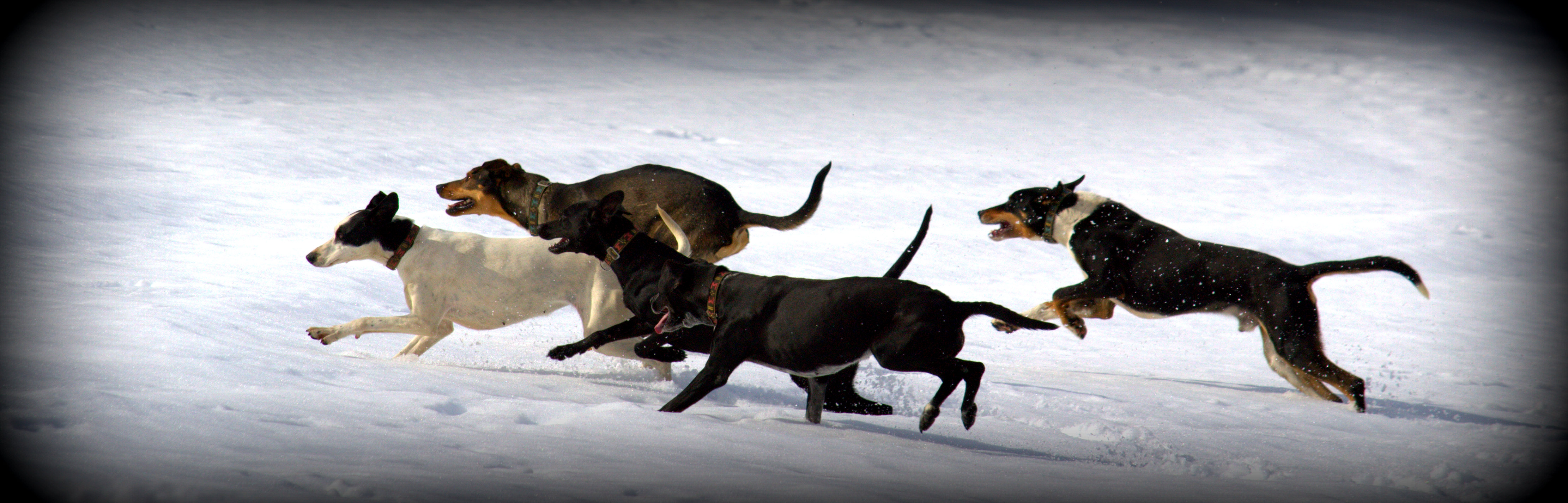 manada_corriendo