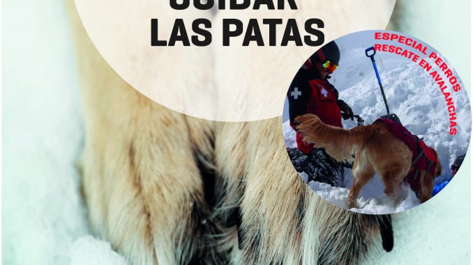 Poster Workshop CUIDADOS DE LAS PATAS P-01-01