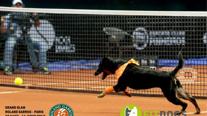caratula fitdogs y perro recoje pelotas web-01